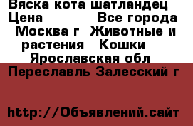 Вяска кота шатландец › Цена ­ 1 000 - Все города, Москва г. Животные и растения » Кошки   . Ярославская обл.,Переславль-Залесский г.